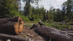 Trusted Brownsboro, TX Tree Care Experts