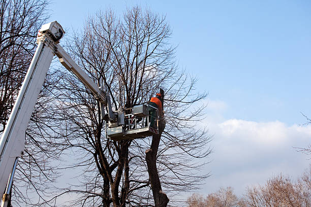 How Our Tree Care Process Works  in  Brownsboro, TX